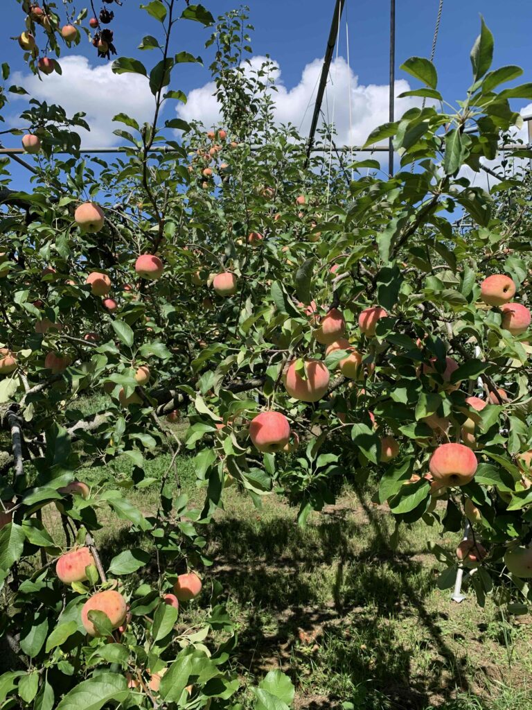 りんご狩り りんご狩り