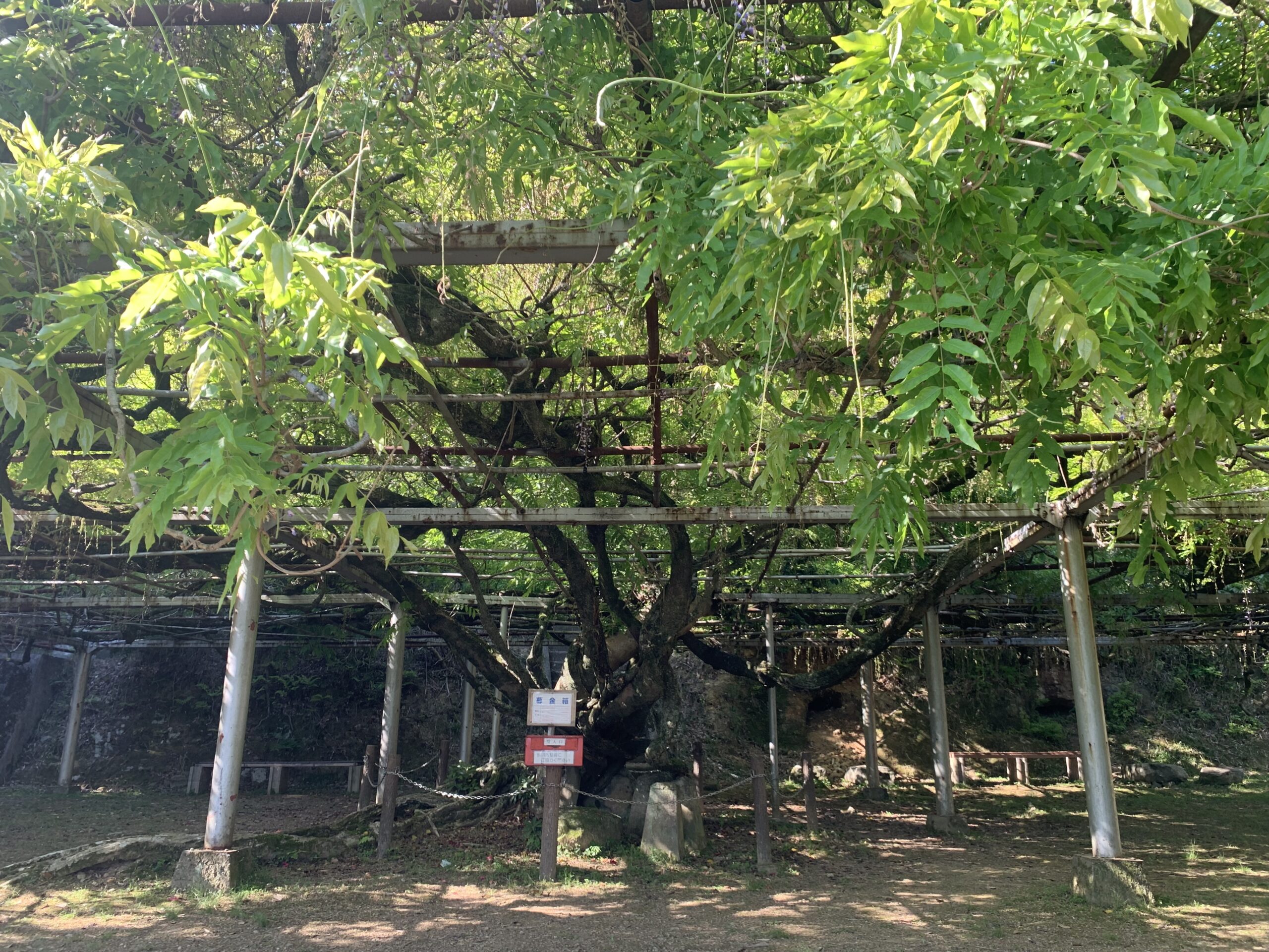 長正司公園大藤棚　今年の藤の花は終了しました
