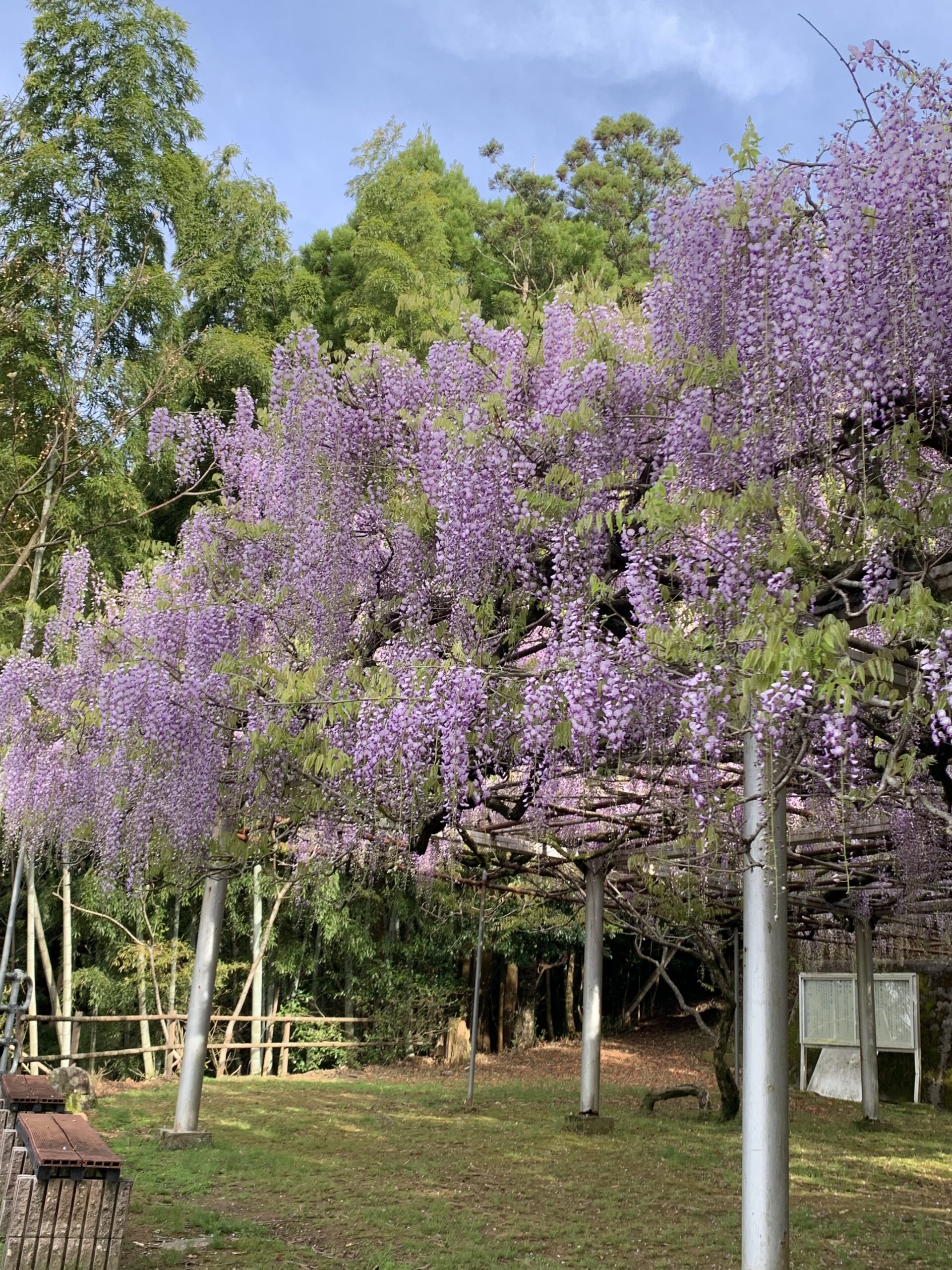 長正司公園大藤棚　見頃をむかえました！