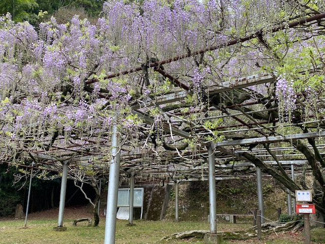 長正司公園大藤棚　開花状況
