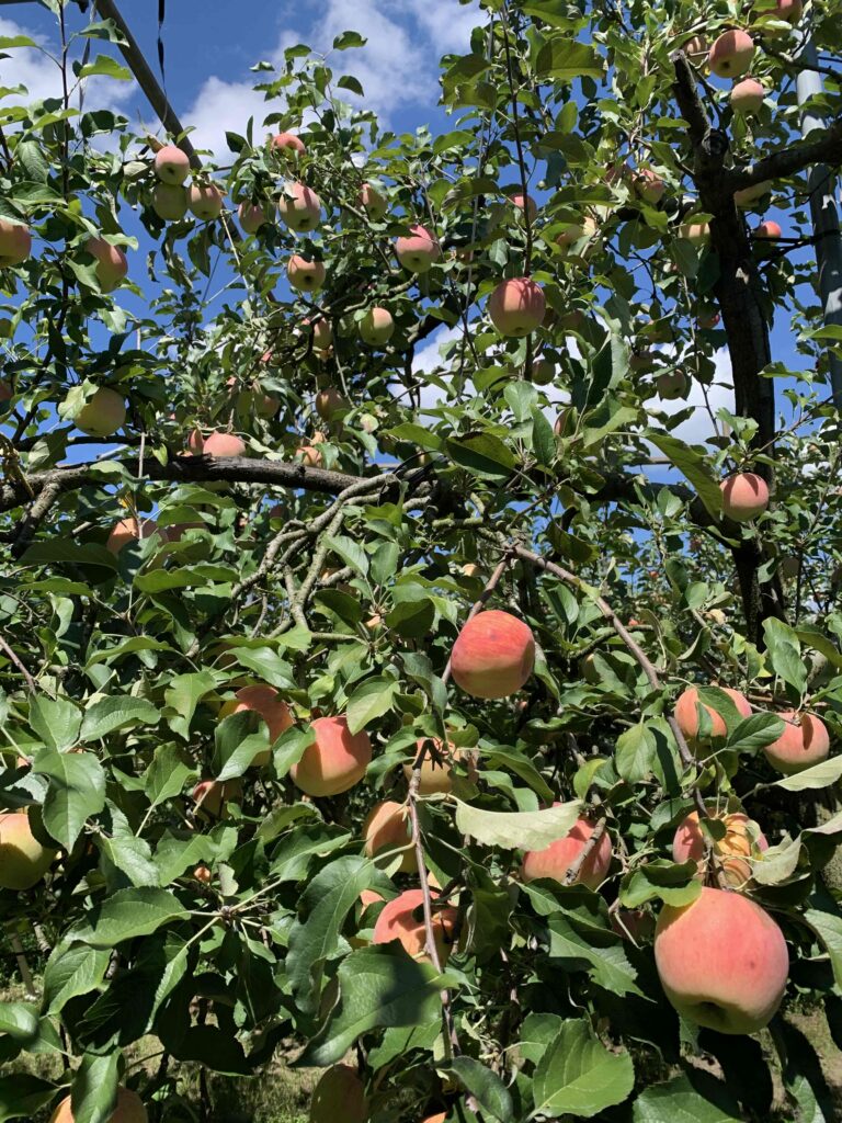 豊田町で秋の味覚を楽しもう！東長野のりんご狩り